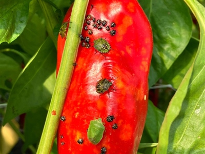 BIOWANTS (BIOteelt) : WANTSen herkennen, monitoring en beheersing