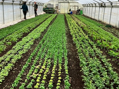 BIOGREENET: Boosting Innovation in Organic GREENhouses via stronger NETworks