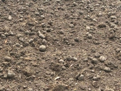 Aardappelen storten op het veld: de voorwaarden