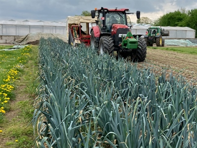 Stel de oogst van frigoprei niet langer uit