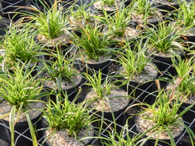 Noodtoelating Movento 100 SC goedgekeurd