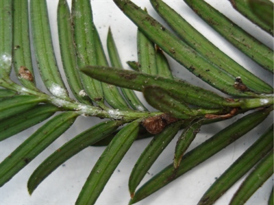 Nieuwe sierteelterkenningen