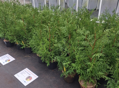 Compost, houtsnippers en compostthee in bosboomkwekerij