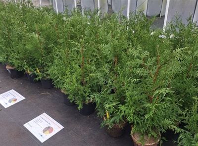 Compost, houtsnippers en compostthee in bosboomkwekerij