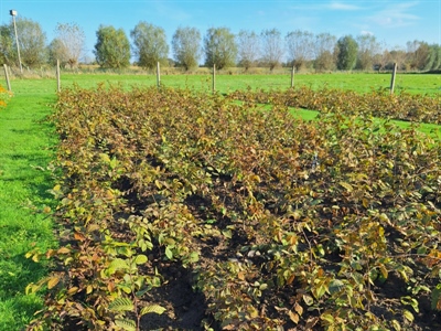 Compost, houtsnippers en compostthee in bosboomkwekerij