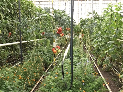 EcoGreation: Ecological greenhouse diversification with multifunctional plants