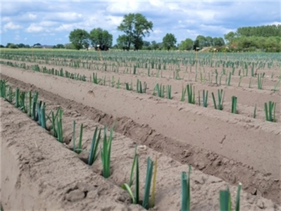 Volop nieuwe prei in aanplant