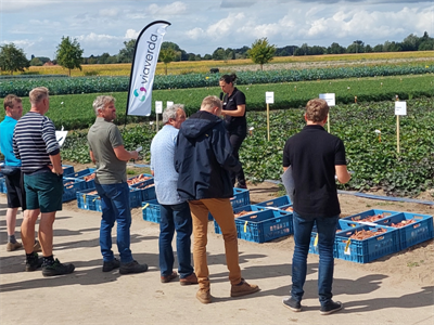 Save the date: Bataatdag – Kruisem