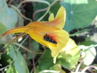 Hoe zit het met functionele agrobiodiversiteit in biologische tunnelteelten?
