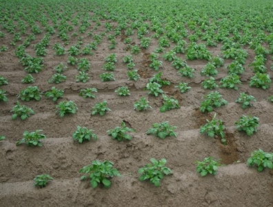Waarschuwing Aardappelziekte BIO – 28/05/2026