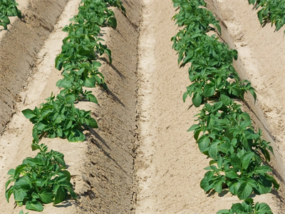 Waarschuwing Aardappelziekte BIO – 01/06/2026