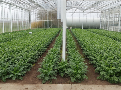 Project Hort2thefuture: stand van zaken