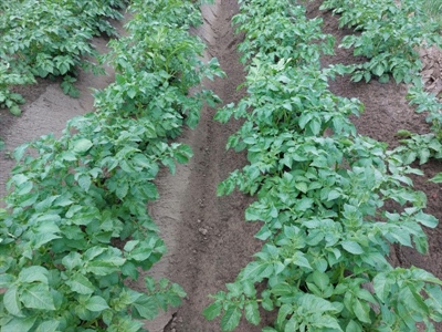 Waarschuwing Aardappelziekte BIO – 09/06/2026