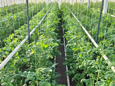 Composteerbare/herbruikbare ophangsystemen in biologische tomatenteelt: klaar voor de praktijk?