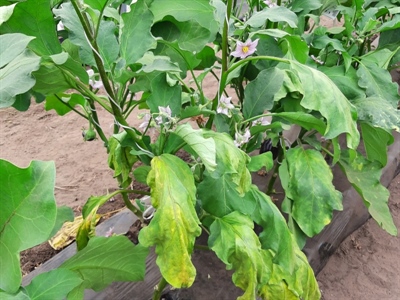Laat je aubergineplanten screenen op Verticillium dahliae
