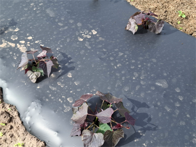 Plantperiode bataat achter de rug
