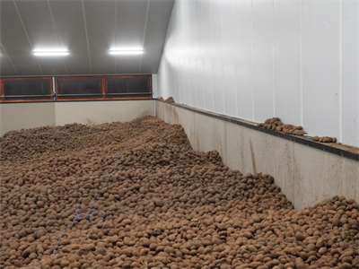 Aardappelbewaring: kwaliteit blijft heel goed