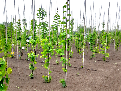HydroSoilWise bundelt kennis over bodem- en waterbeheertechnieken