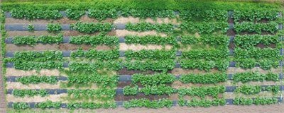 Eerste resultaten tonen verschillen in onkruiddruk tussen verschillende mulchmaterialen