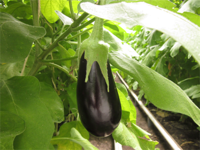Gewascontrole in biologische aubergineteelt: let op plagen én geef nuttigen de ruimte