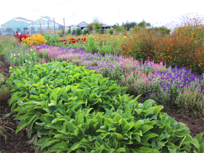 Proefveldbezoek Biobloemen – Destelbergen