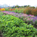 Proefveldbezoek Biobloemen – Destelbergen