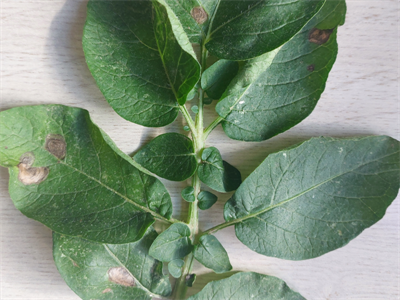 Bespuiting tegen Alternaria nog niet aan de orde – 07/07/2026