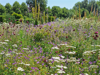 Proefveldbezoek vaste planten en biodiversiteit – Destelbergen