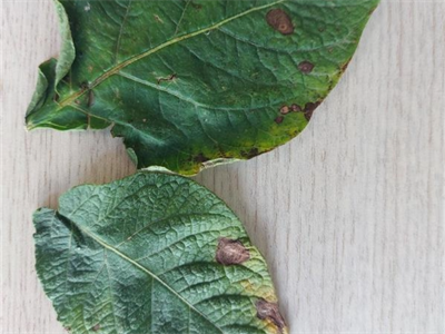 Waarschuwing Alternaria – 23/07/2026
