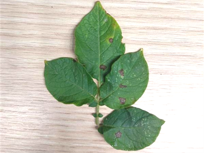 Waarschuwing Alternaria – 14/08/2026
