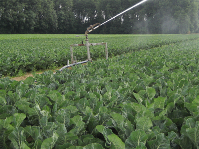 Irrigeren met zoutrijk water: kansen én aandachtspunten