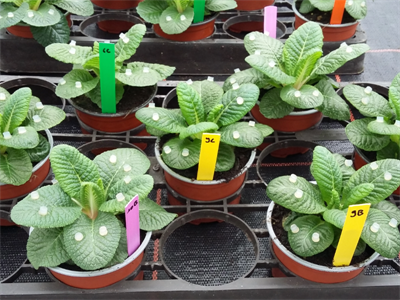 Witziekte en Botrytis bestrijden met uv-C-licht?