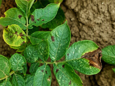 Waarschuwing Alternaria – 21/08/2026