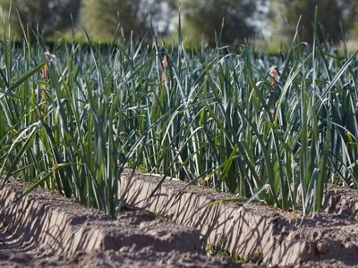 Prei begint aan hergroei