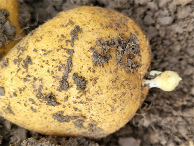 Controleer NU jouw aardappelen op doorwas!