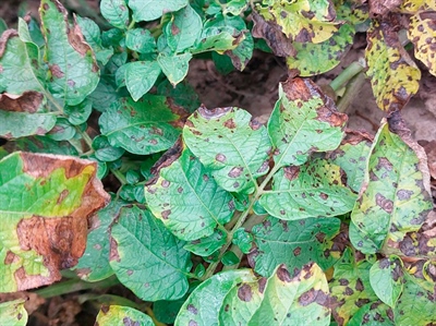 Waarschuwing alternaria – 11/09/2026