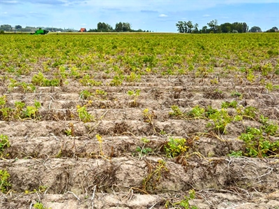 Groeiseizoen in teken van klimaatverandering en afzetseizoen vol vraagtekens