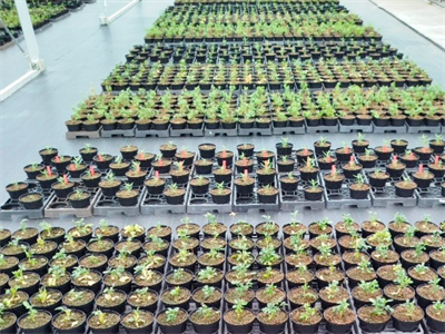 Wetting agents in containerteelten: resultaten van praktijkonderzoek