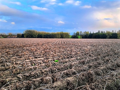 Regen verbetert omstandigheden voor aardappelrooien na droge september