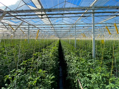 Workshops over de toekomst van de biologische glastuinbouw - Kruisem