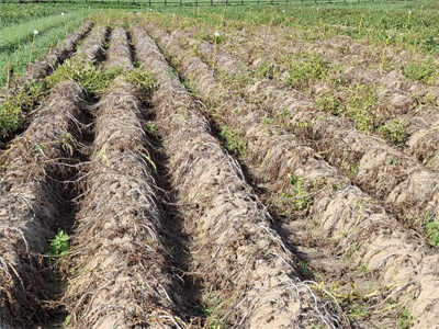 Ook Innovator en Challenger lijden onder droogte