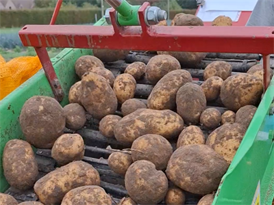 Aardappeloogst zit in de eindfase!
