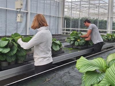 Eerste screening biostimulerende werking reststromen bij sierplanten