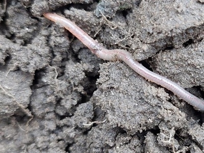 Save the date: Studienamiddag Johnson Su, (wormen)compost en Bokashi - Sint-Katelijne-Waver