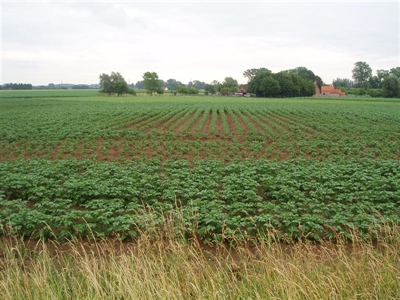 GLOBEVO: Evolutie van aardappelcystenematode populaties in België en controle strategieën
