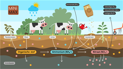 MiNiMax: Mineralisatie van stikstof uit bodemorganische stof maximaal benutten