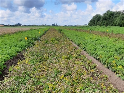 Gezocht: snelle loofdoding pootgoed