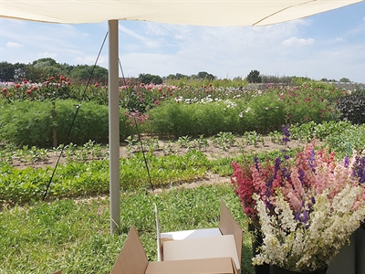Verruimen afzetperiode bij biobloemen door maatregelen op het veld en aanpassingen aan het assortiment