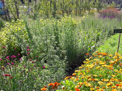 Combinatieteelten: mogelijkheden in de biologische bloementeelt