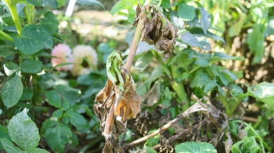 Pathogene bodemschimmels bij biologische snijbloemen